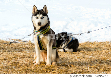 Husky dog 9895756