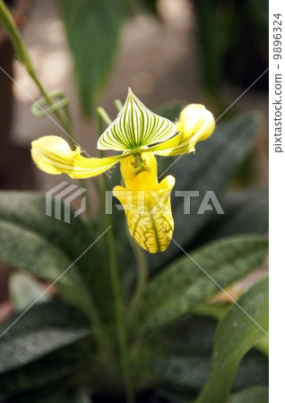  兜蘭·Wennustum 9896324