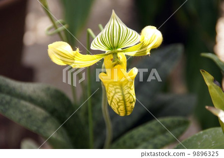  兜蘭·Wennustum 9896325