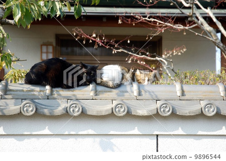 可愛的貓 9896544