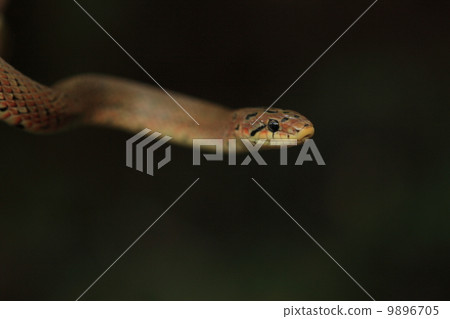 活著的爬行動物jimri(幼鳥)的頭 活著的爬行動物jimri(幼鳥)的頭 9896705