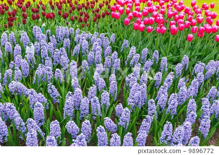 Spring flowers Spring flowers 9896772