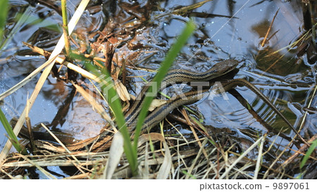 Creatures reptiles harmless but fairly rough snakefish 9897061