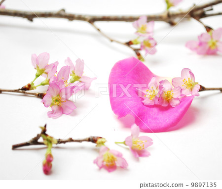 Roses and Floral Cherry Blossoms 9897135