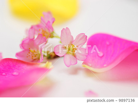 玫瑰花瓣和合氣櫻花 玫瑰花瓣和合氣櫻花 9897136