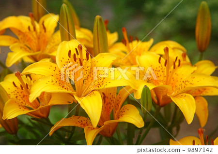 Beautiful yellow tiger lilies in the garden 9897142