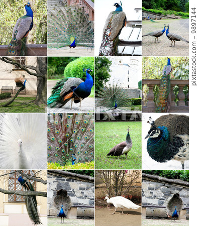 Collage of Beautiful Peacock 9897144