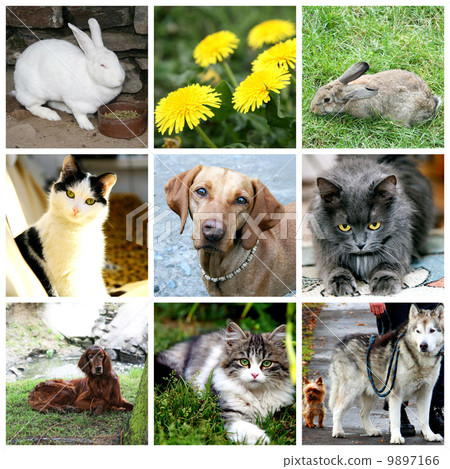 Collage of animals - cat, dog, rabbit.jpg 9897166