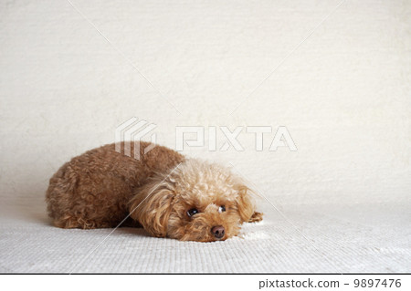 Toy poodle that turns round and turns down 9897476