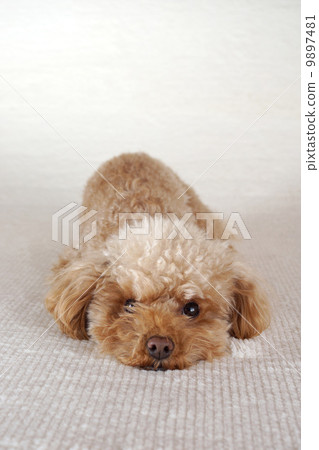 平靜的玩具貴賓犬 平靜的玩具貴賓犬 9897481