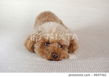 I am watching nearby Toy poodle I am watching nearby Toy poodle 9897482