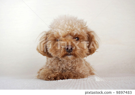 Poyopoyo頭玩具貴賓犬 Poyopoyo頭玩具貴賓犬 9897483