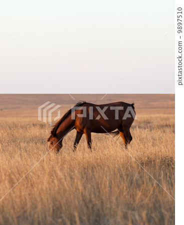 Horse grazing in evening pasture Horse grazing in evening pasture 9897510