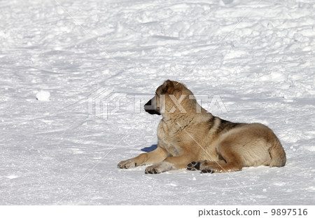 Dog resting on snowy ski slope at nice sun day Dog resting on snowy ski slope at nice sun day 9897516