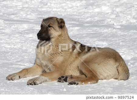 Dog resting in snowy ski slope 9897524