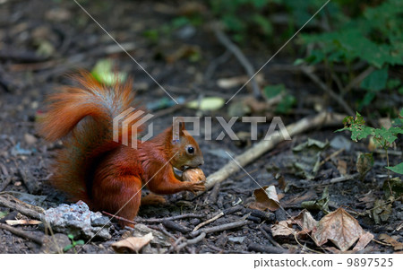 Red squirrel eat walnut in autumn forest 9897525