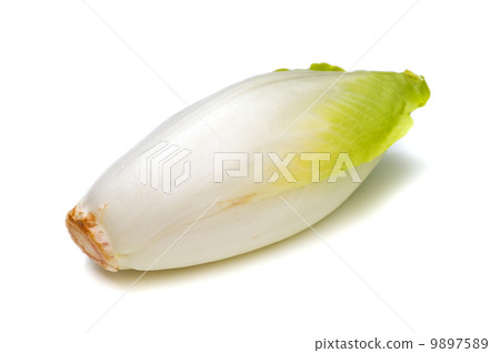 Chicory - Cichorium intybus 9897589
