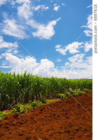 甘蔗領域 - 甘蔗officinarum 9897618