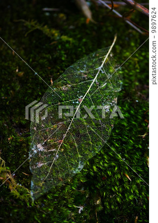Watermark leaves Watermark leaves 9897624