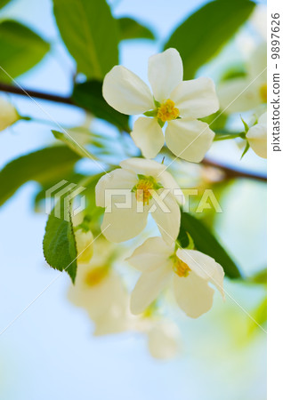 Zumi的花 -  Malus sieboldii 9897626