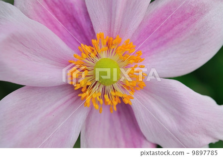 Shiki Iku 9897785