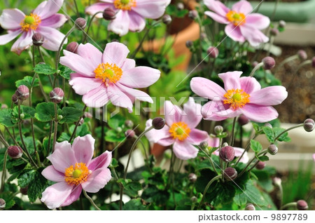 Shiki Iku Shiki Iku 9897789