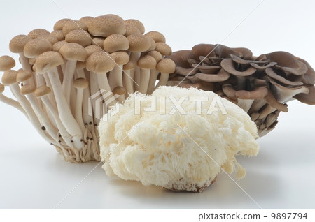 3 kinds of mushrooms 3 kinds of mushrooms 9897794