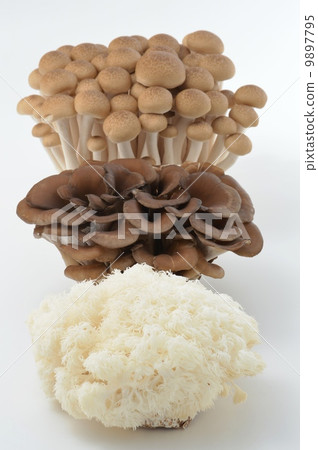 3種蘑菇 3種蘑菇 9897795