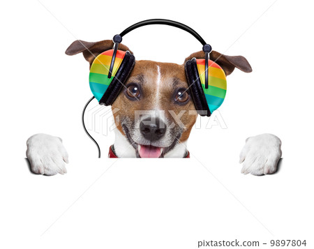 music dog 9897804