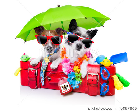 holiday dogs 9897806