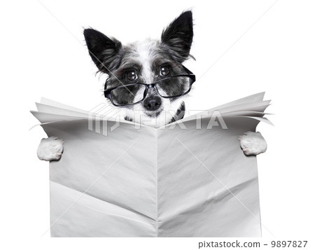 dog newspaper dog newspaper 9897827