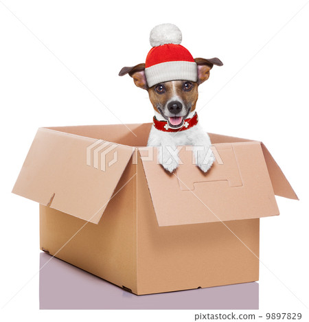 moving box winter dog moving box winter dog 9897829