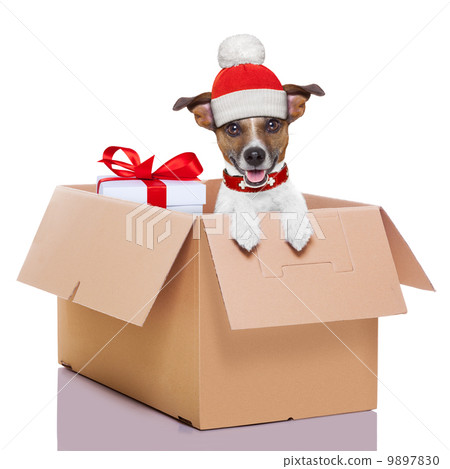 winter christmas dog 9897830