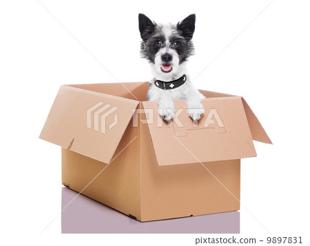 moving box dog moving box dog 9897831
