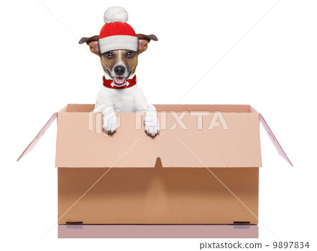 winter christmas dog winter christmas dog 9897834