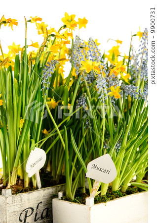 Muscari and narcissus spring potted flower 9900731