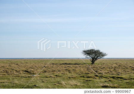 Alone tree at a costal grassland in Sweden 9900967