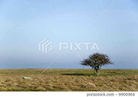 Alone tree at empty grassland in Sweden Alone tree at empty grassland in Sweden 9900968