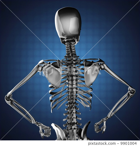 human skeleton model human skeleton model 9901004