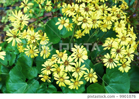 Autumn flowers (season words in winter) · Pretty flowers and brilliant leaves of Tsuwabuki · Lateral position 9901076