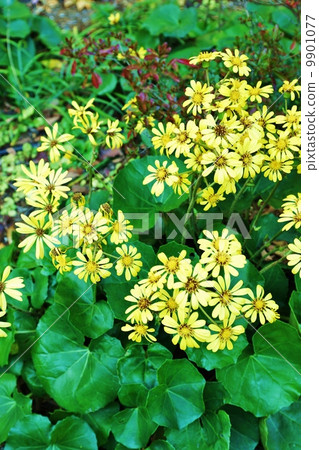 Autumn flowers (season words in winter) · Pretty flowers and brilliant leaves of Tsuwabuki · Vertical position Autumn flowers (season words in winter) · Pretty flowers and brilliant leaves of Tsuwabuki · Vertical position 9901077