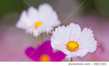 Cosmos 16: 9 Cosmos 16: 9 9901165