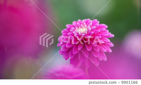 Dahlia 16: 9 Dahlia 16: 9 9901166