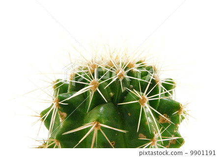 cactus 9901191