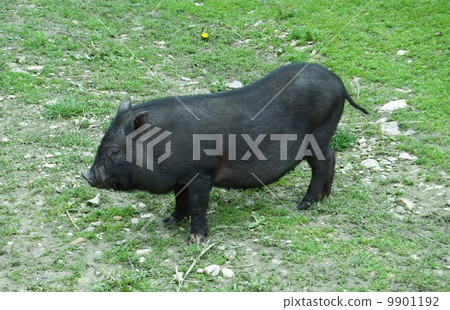 black pig black pig 9901192