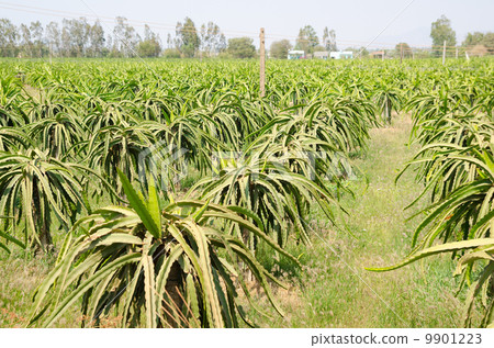 pitahaya (dragon fruit) plants pitahaya (dragon fruit) plants 9901223