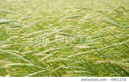 field of rye 9901258