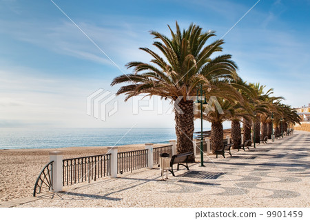 street on the beach with palm trees street on the beach with palm trees 9901459