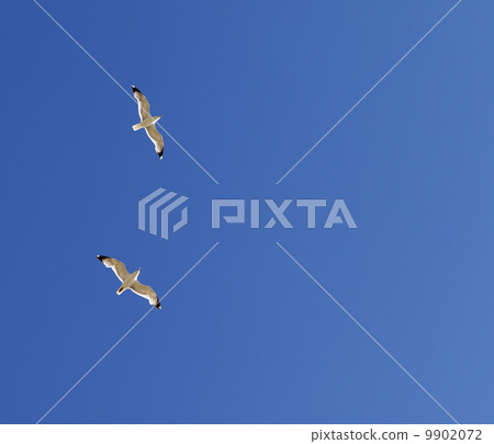 Two seagulls hover in clear sky 9902072