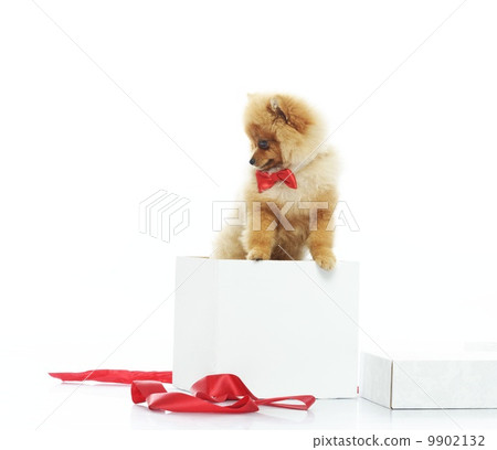 Little funny spitz with bow tie inside gift box 9902132
